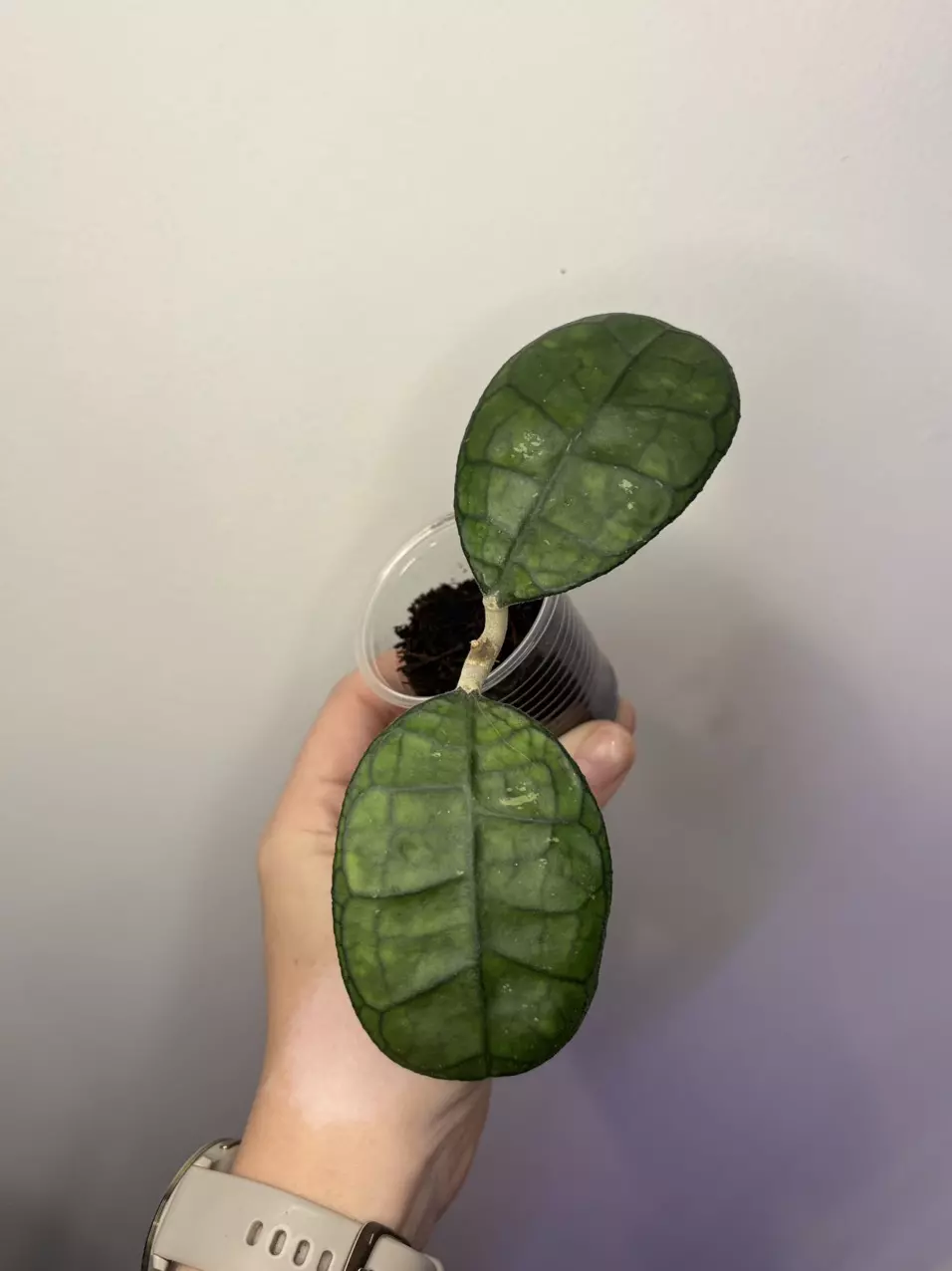 plant/90 Hoya AH 021-0