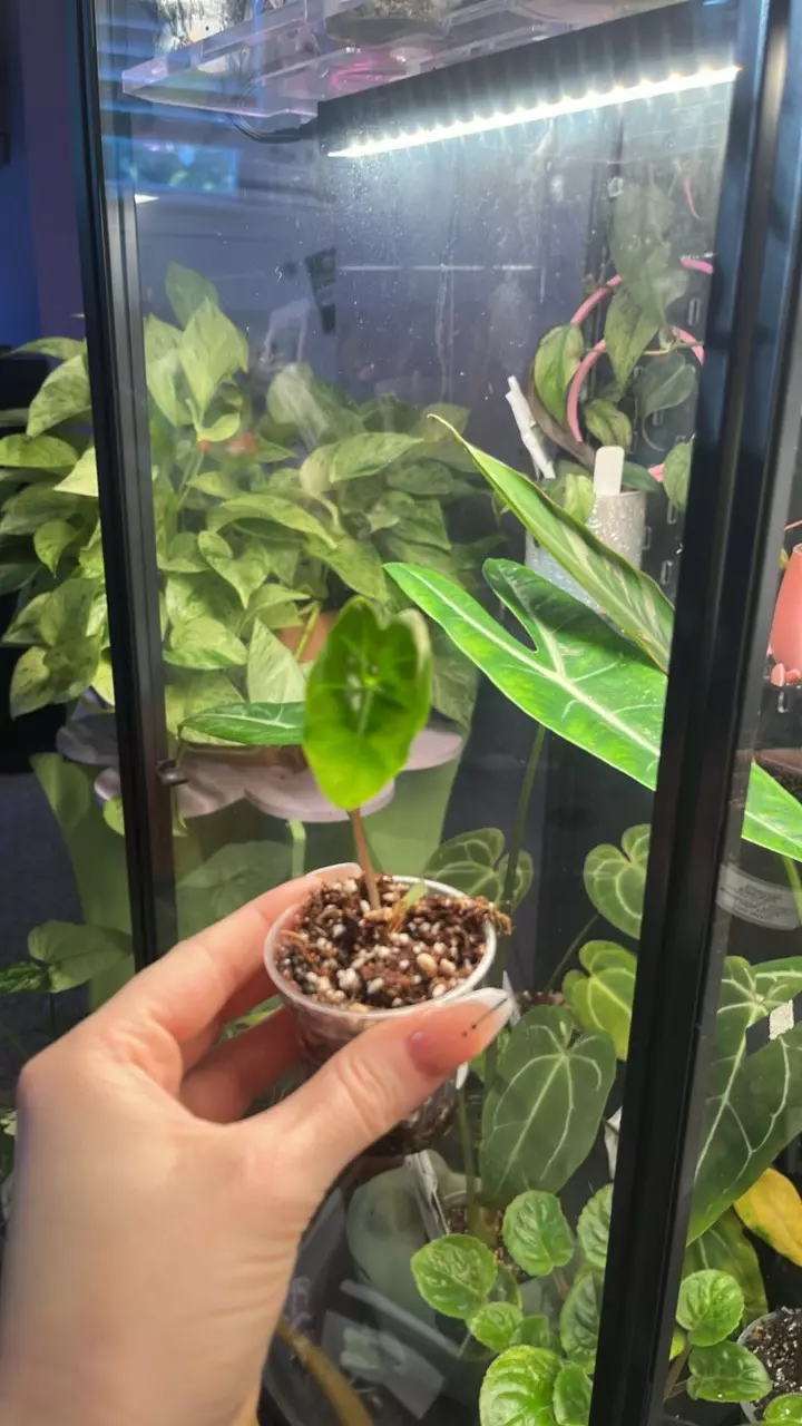 plant/8-   Acclimated TC - Alocasia - Longiloba Suhirmaniana (Purple Vein) 😈-0