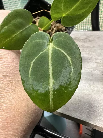 plant/1980- Demogorgon- NSE RC x ‘Mindflayer’-0-thumbnail