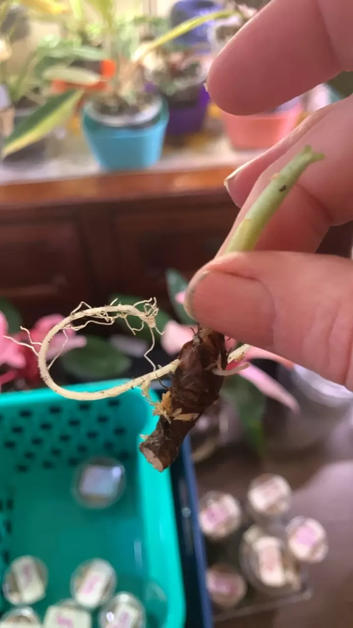 plant/Alocasia Silver Dragon 🐉 corms-sport variegation-0