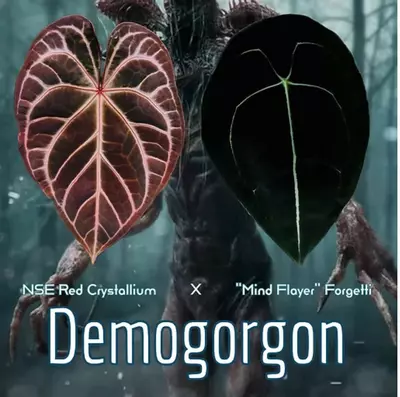 plant/1980- Demogorgon- NSE RC x ‘Mindflayer’-1-thumbnail