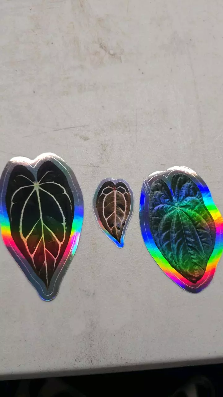 plant/Sticker Pack x3 Holographic Stickers-0