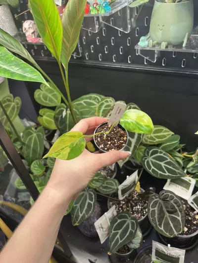 plant/9 - Acclimated TC - Monstera - Deliciosa Aurea (LF)-0-thumbnail