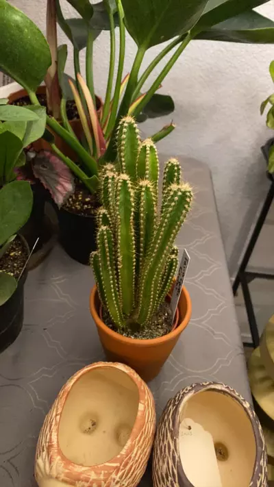 plant/Fairy Castle Cactus-0-thumbnail