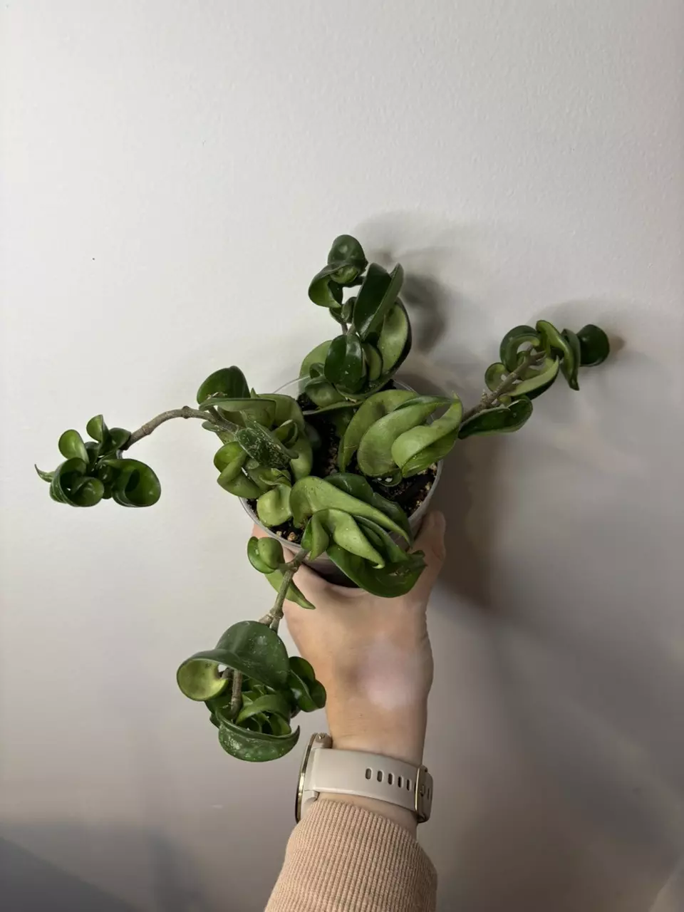 plant/156 Hoya Compacta Rope-0