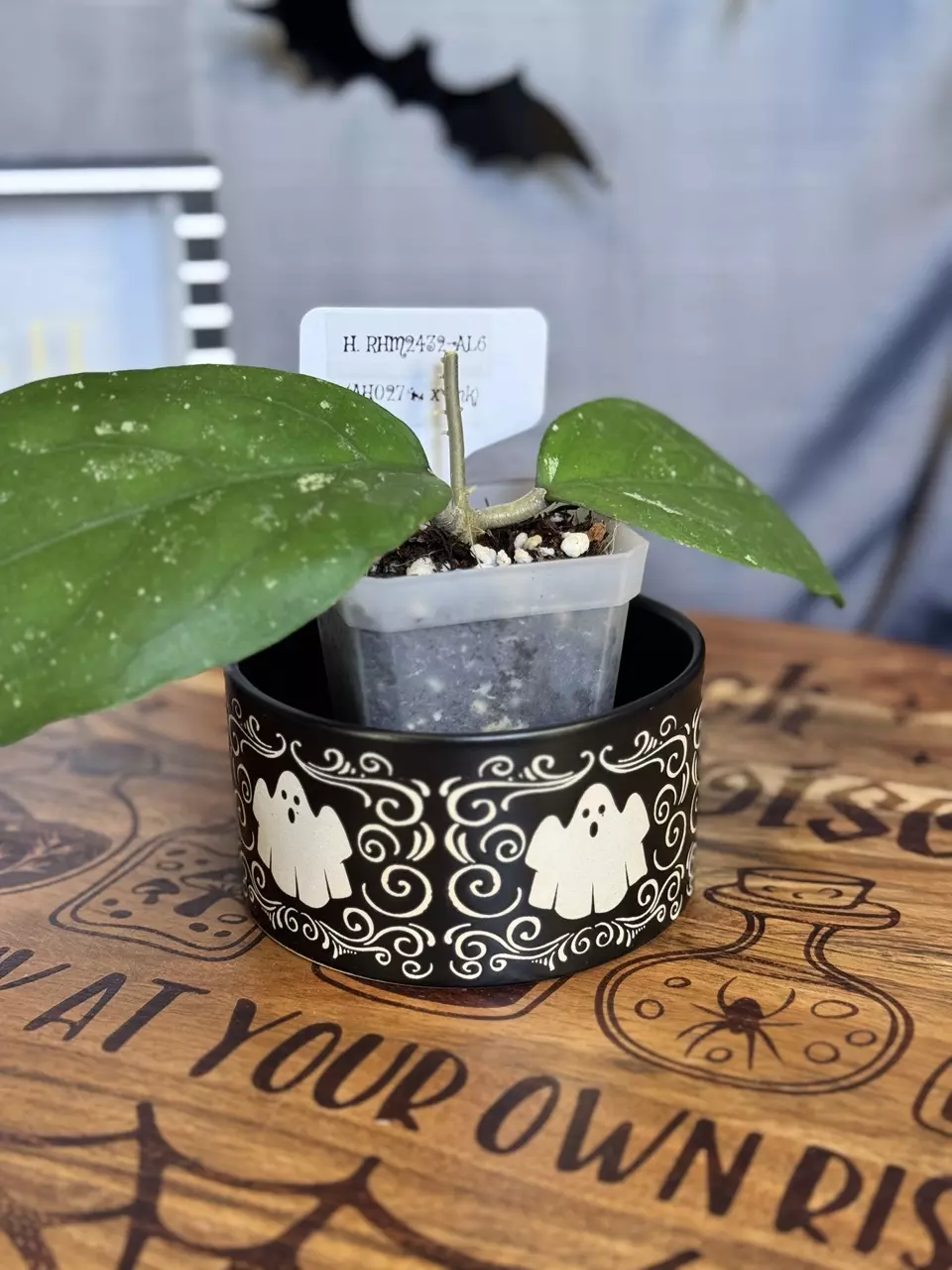 plant/Black ghosts pot, 4.25”wide x 2.25” tall-0