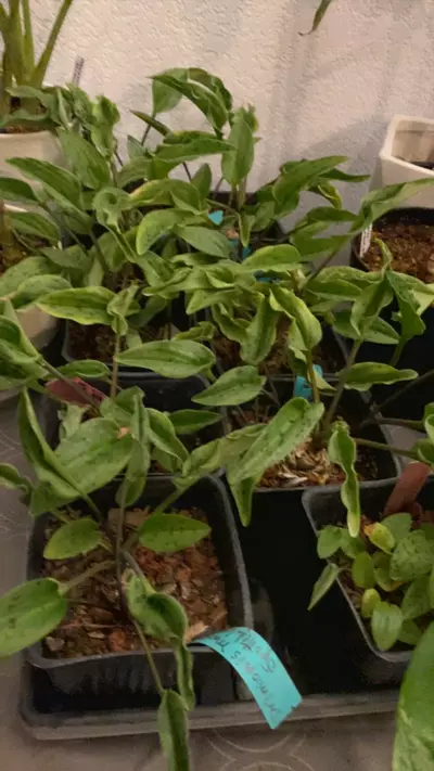 plant/Spotted Leopard-0-thumbnail