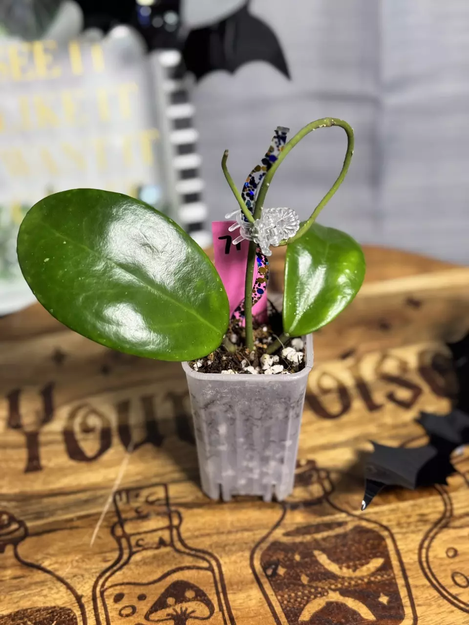 plant/71.  Hoya Hotlips-0