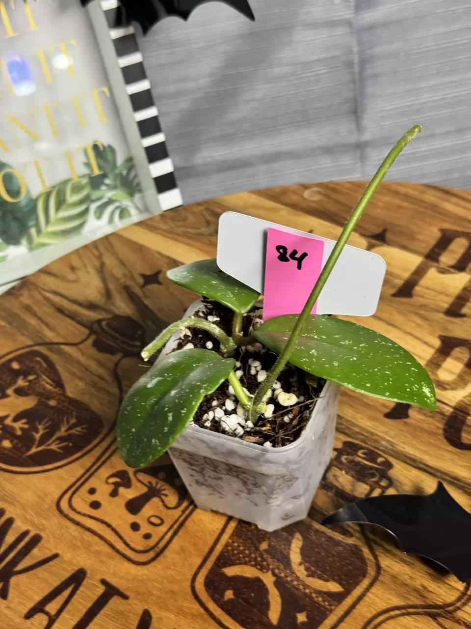 plant/84.  Hoya RHM006 Mary Alice-0