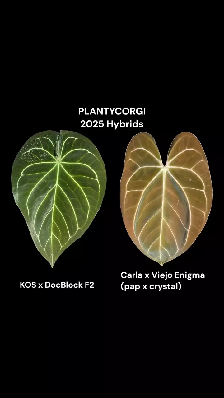 plant/New Release* KOS DocBlock F2 X Carla x Viejo Enigma (pap x crystal) 2 seeds-0