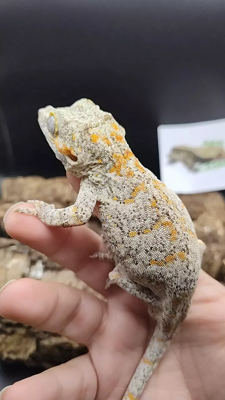 plant/Tony reticulated super skeletal orange blotch-0
