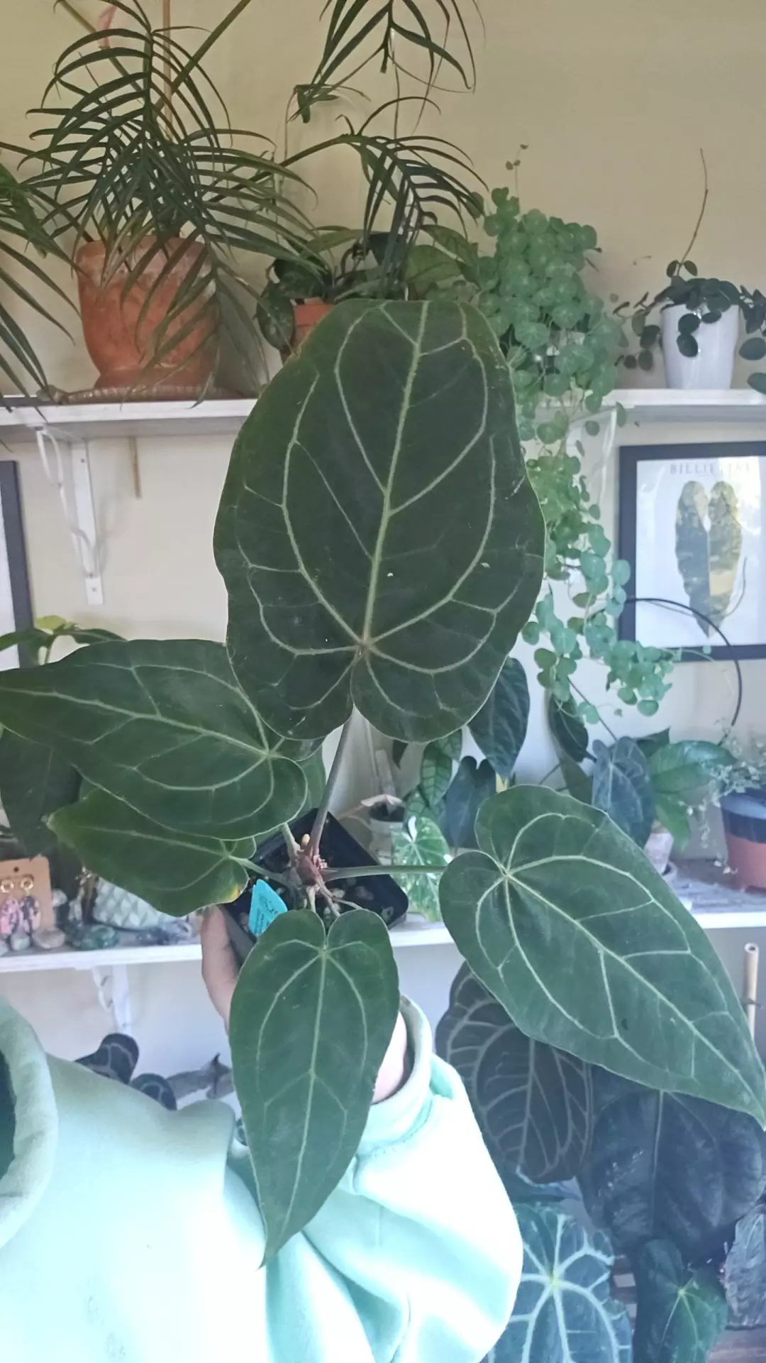 plant/mikes mag pap x dark stormy-0