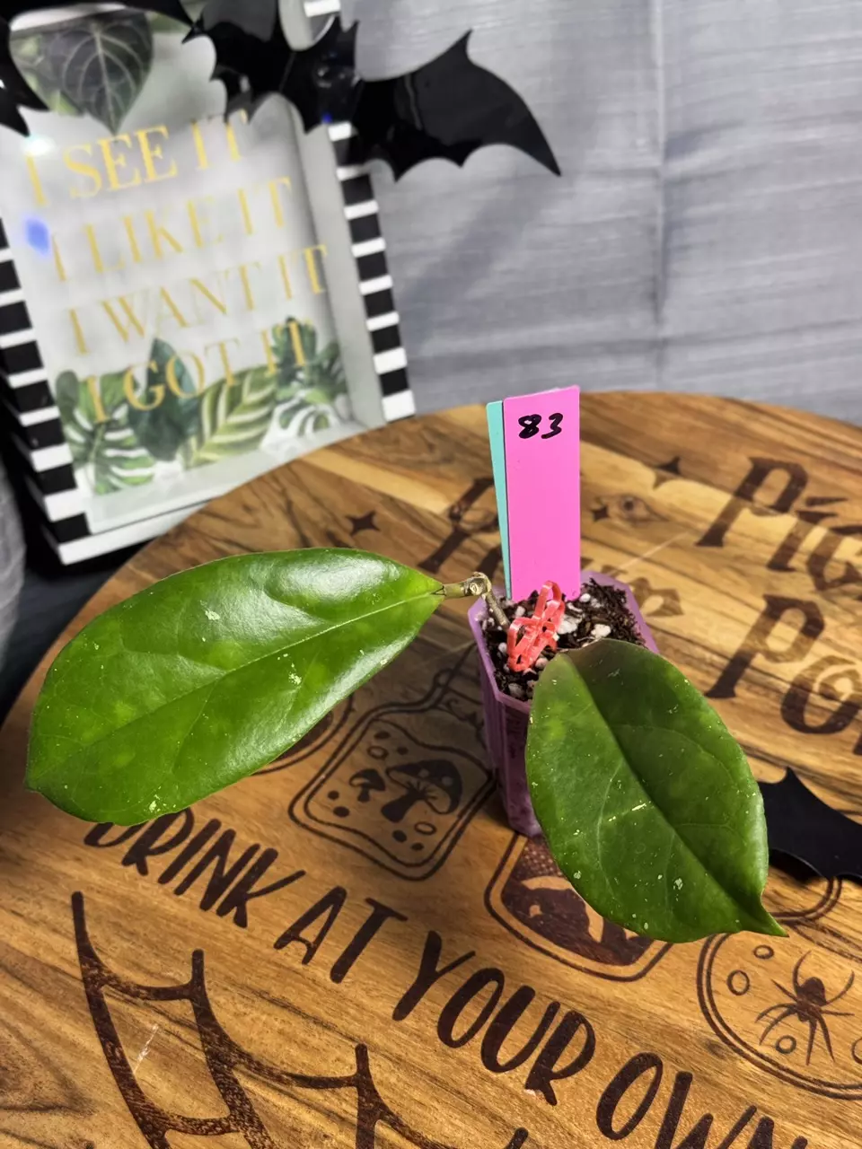 plant/83.  Hoya RHM Waffle Queen-0