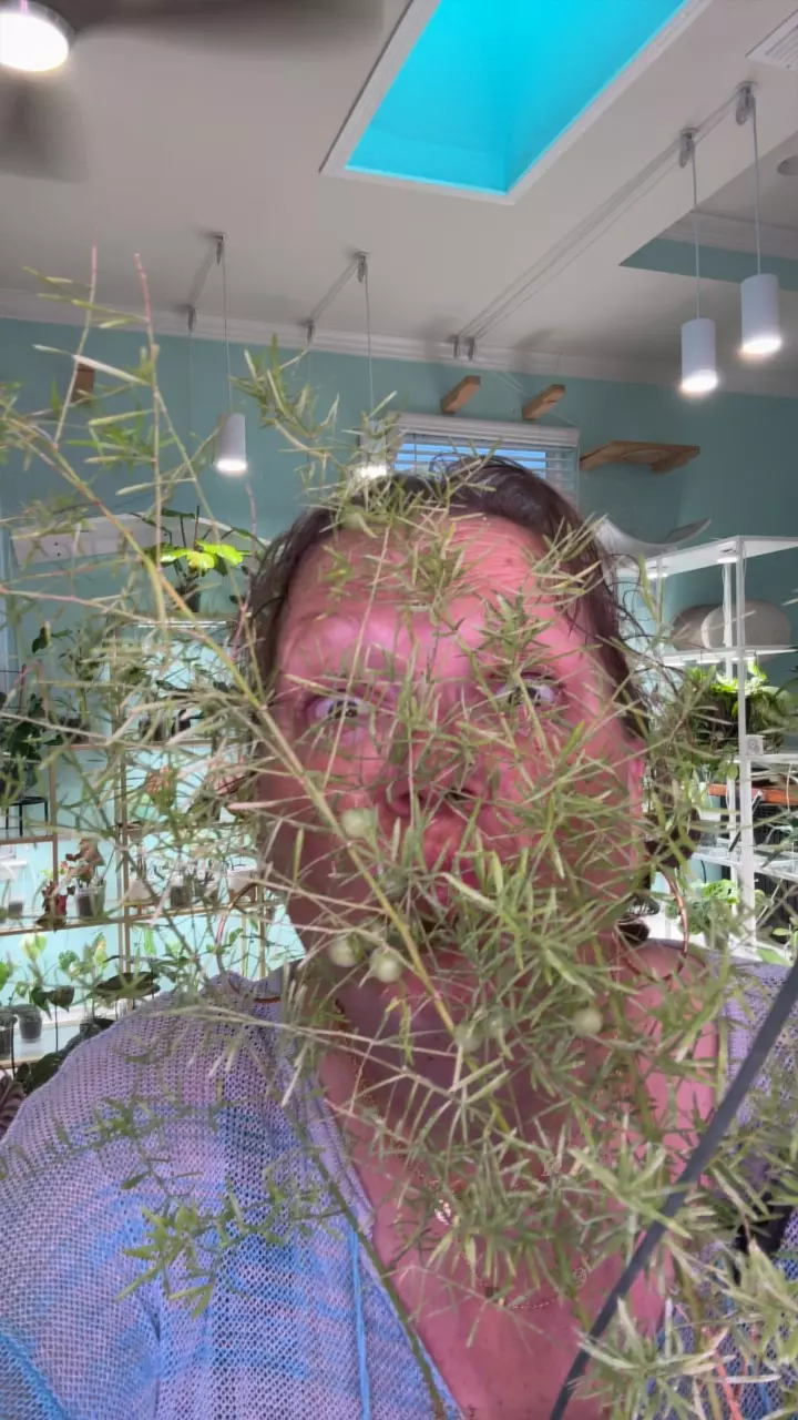 plant/Asparagus fern-0