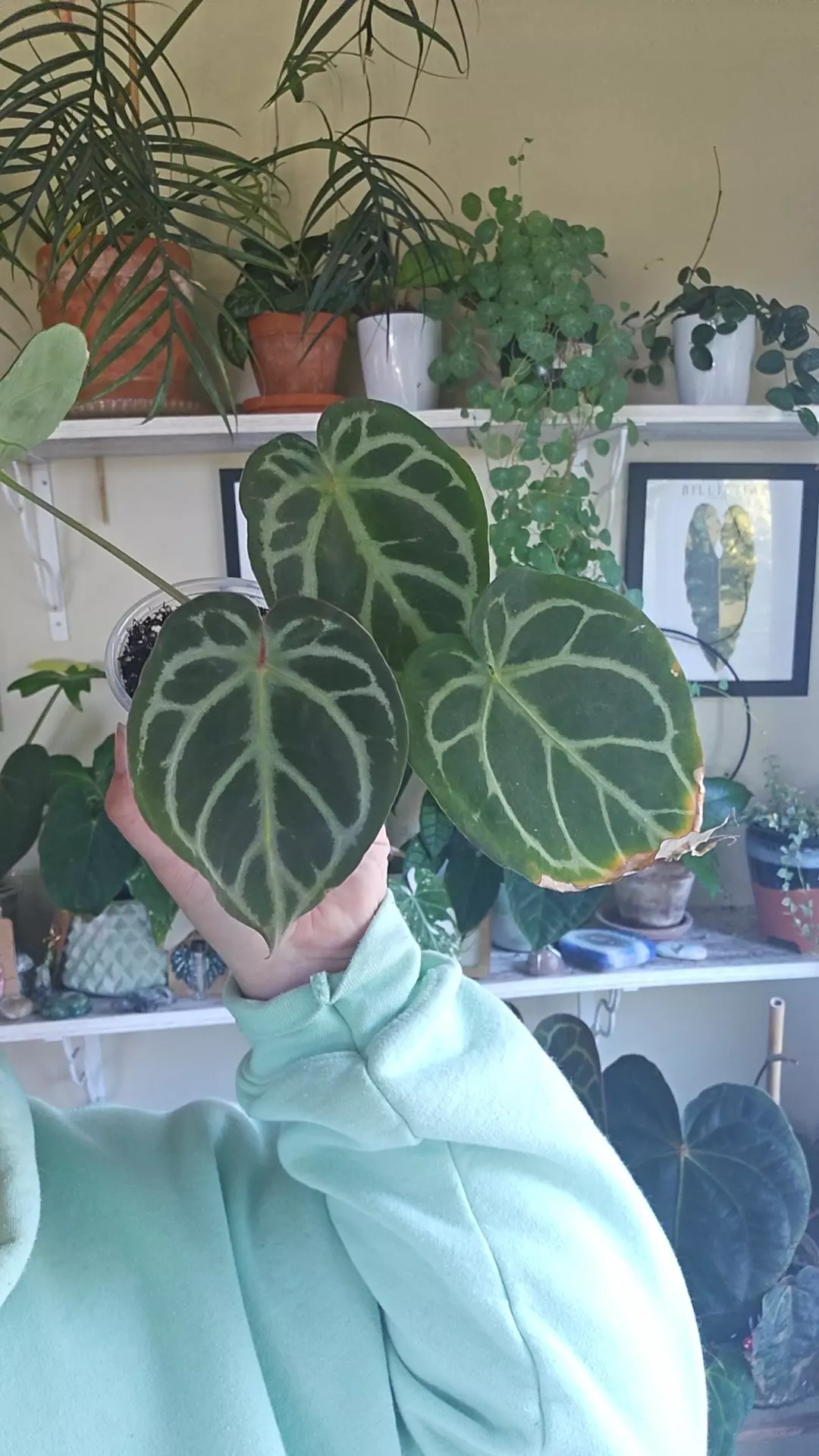 plant/doryaki x black widow michelle-0