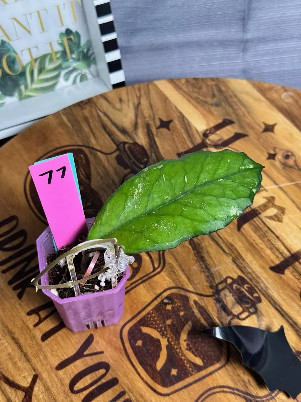 plant/77.  Hoya AH092-0