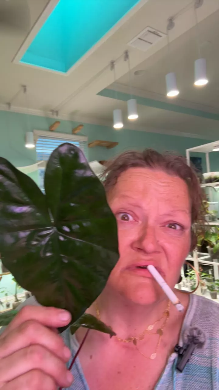 plant/alocasia yucutan princess-0