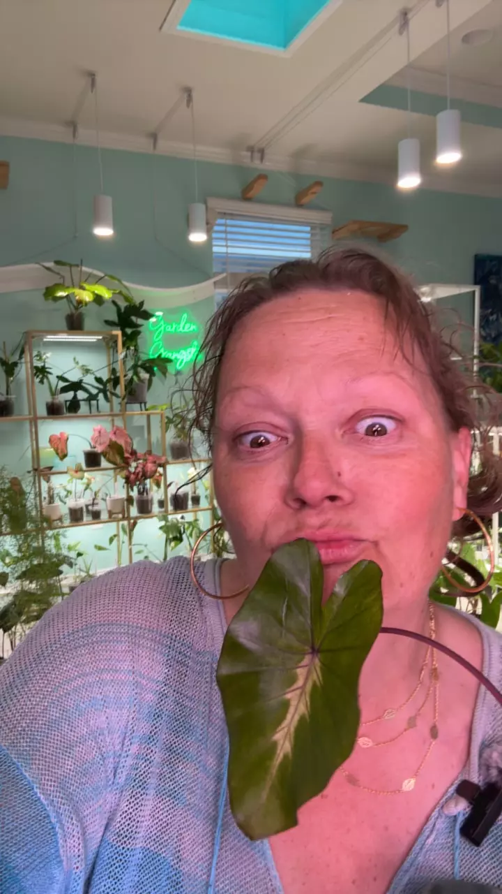 plant/Colocasia Waikiki-0