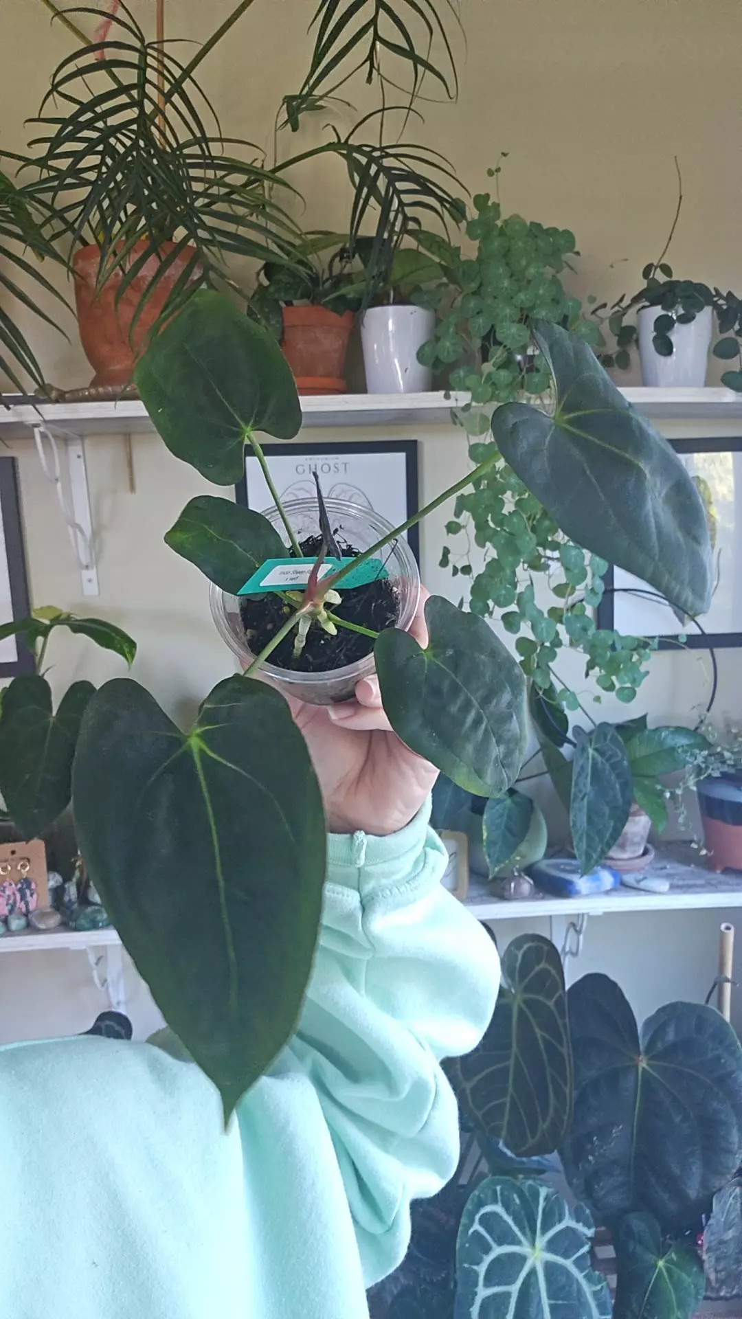 plant/indo sheep pap-0