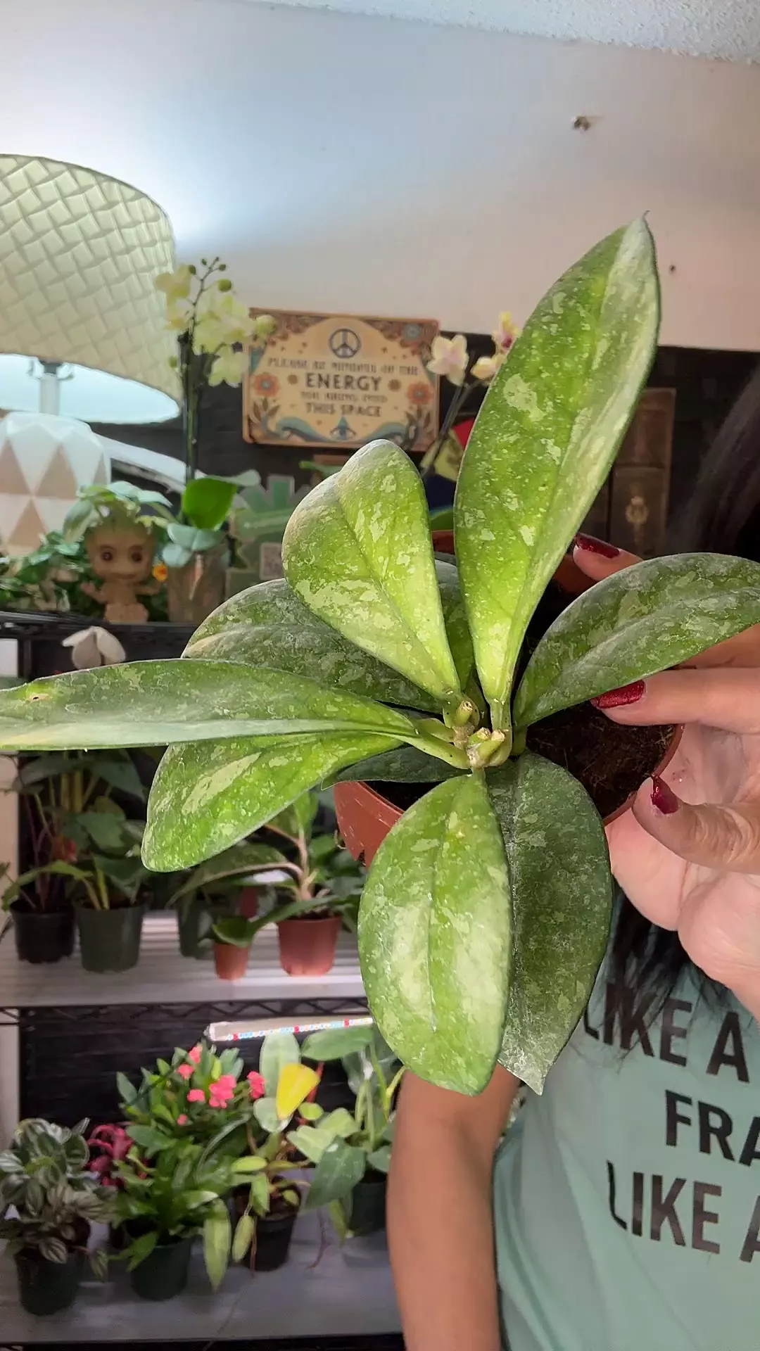 plant/Hoya Crassipetiolata Splash-0