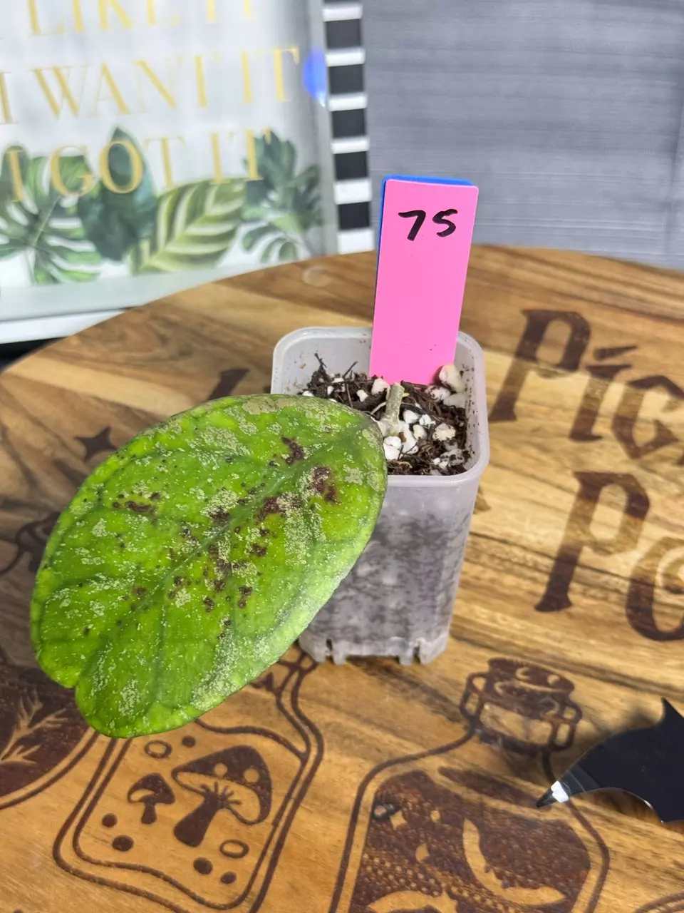 plant/75.  Hoya AH001 splash-0