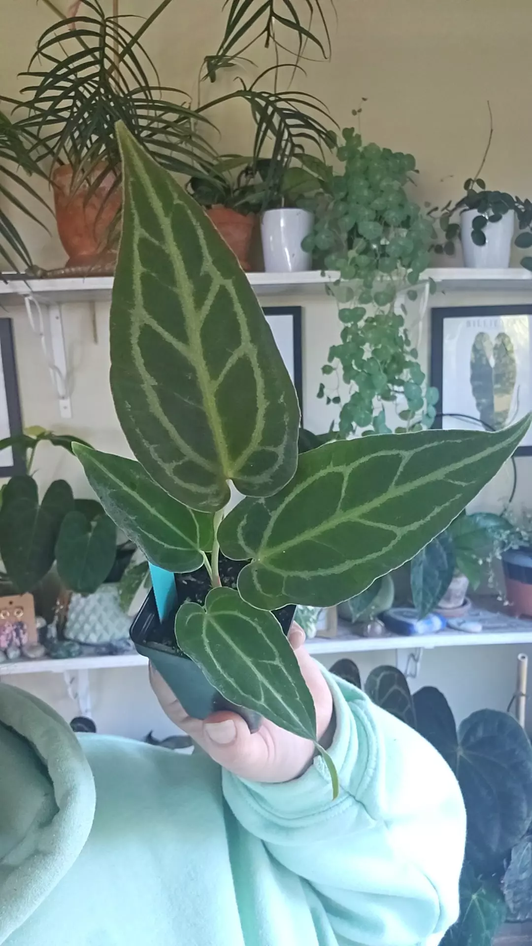 plant/swampmanii x skg grey-0