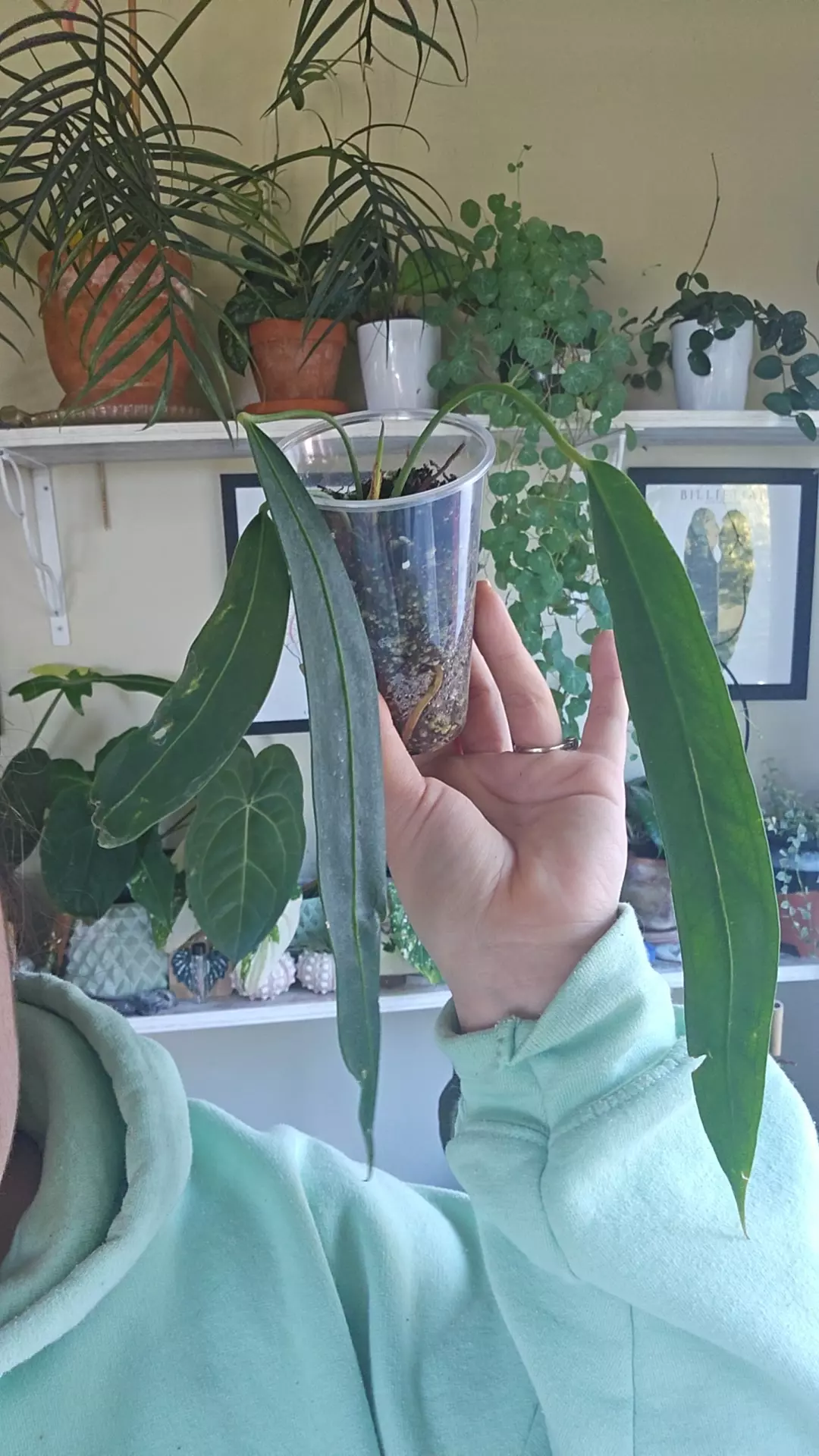 plant/wendlingeri-0