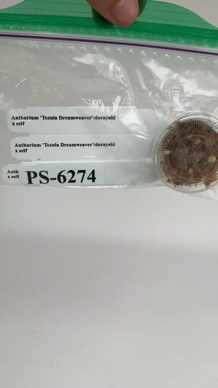 plant/PS-6274  Anthurium ‘Tezula Dreamweaver’/ dorayaki x self (4SEED PACK)-0