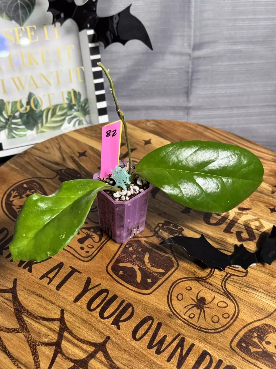 plant/82.  Hoya RHM Waffle Queen-0