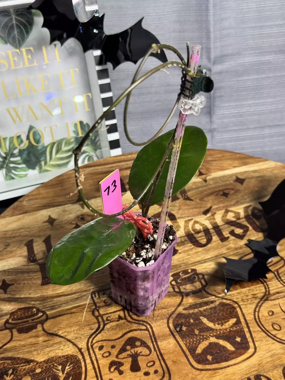 plant/73.  Hoya Chelsea-0
