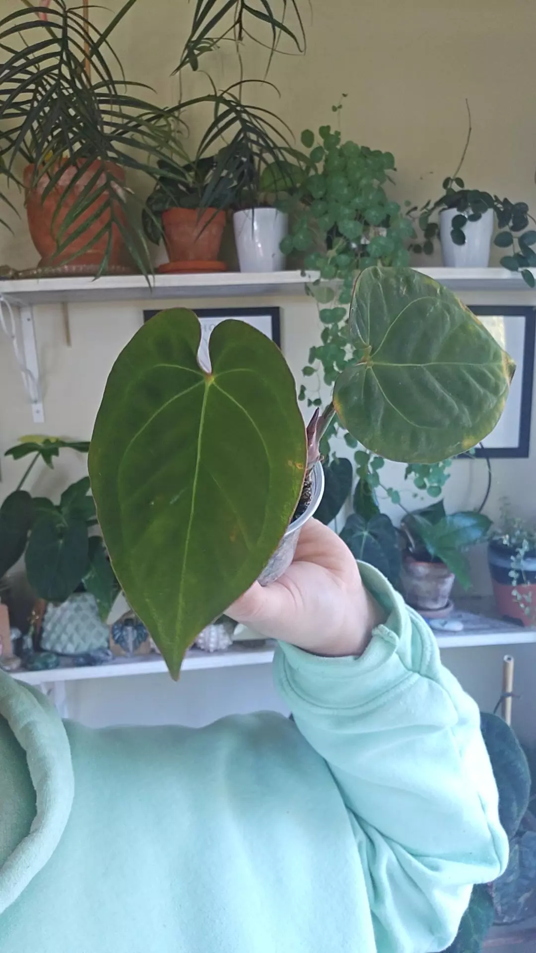 plant/pink lemonade x eastern dress-0