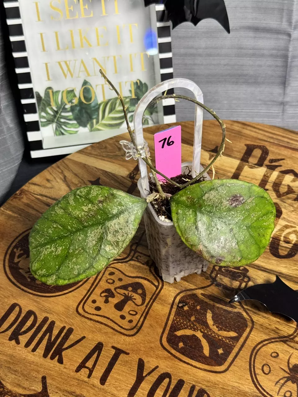 plant/76.  Hoya AH001 splash-0