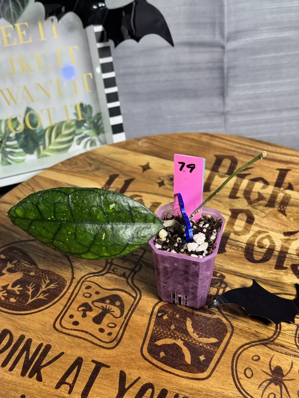 plant/79.  Hoya Finlaysonii noid-0