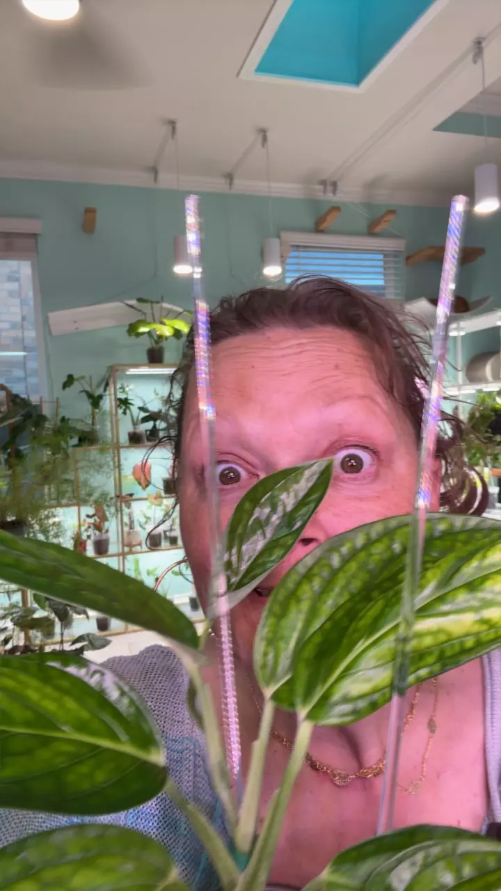 plant/Monstera Peru-0