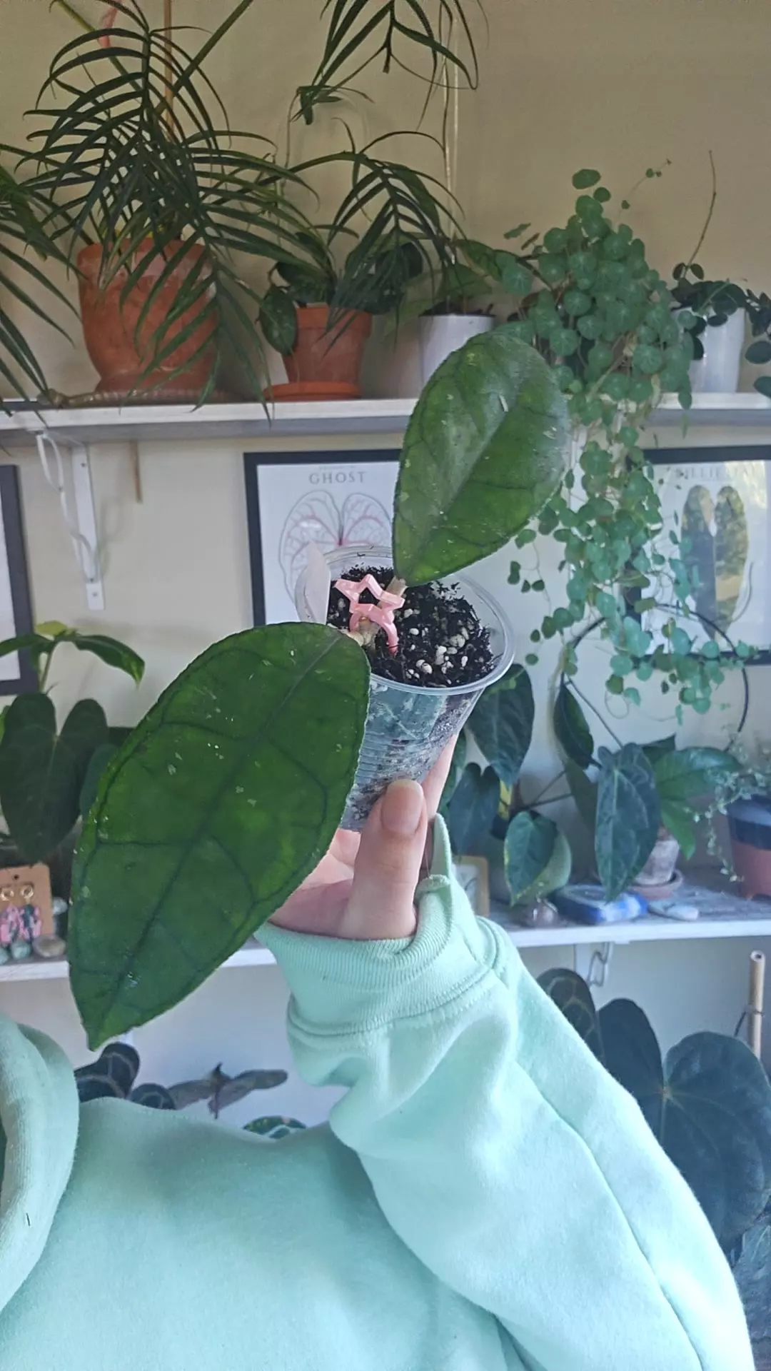 plant/noong nooch-0