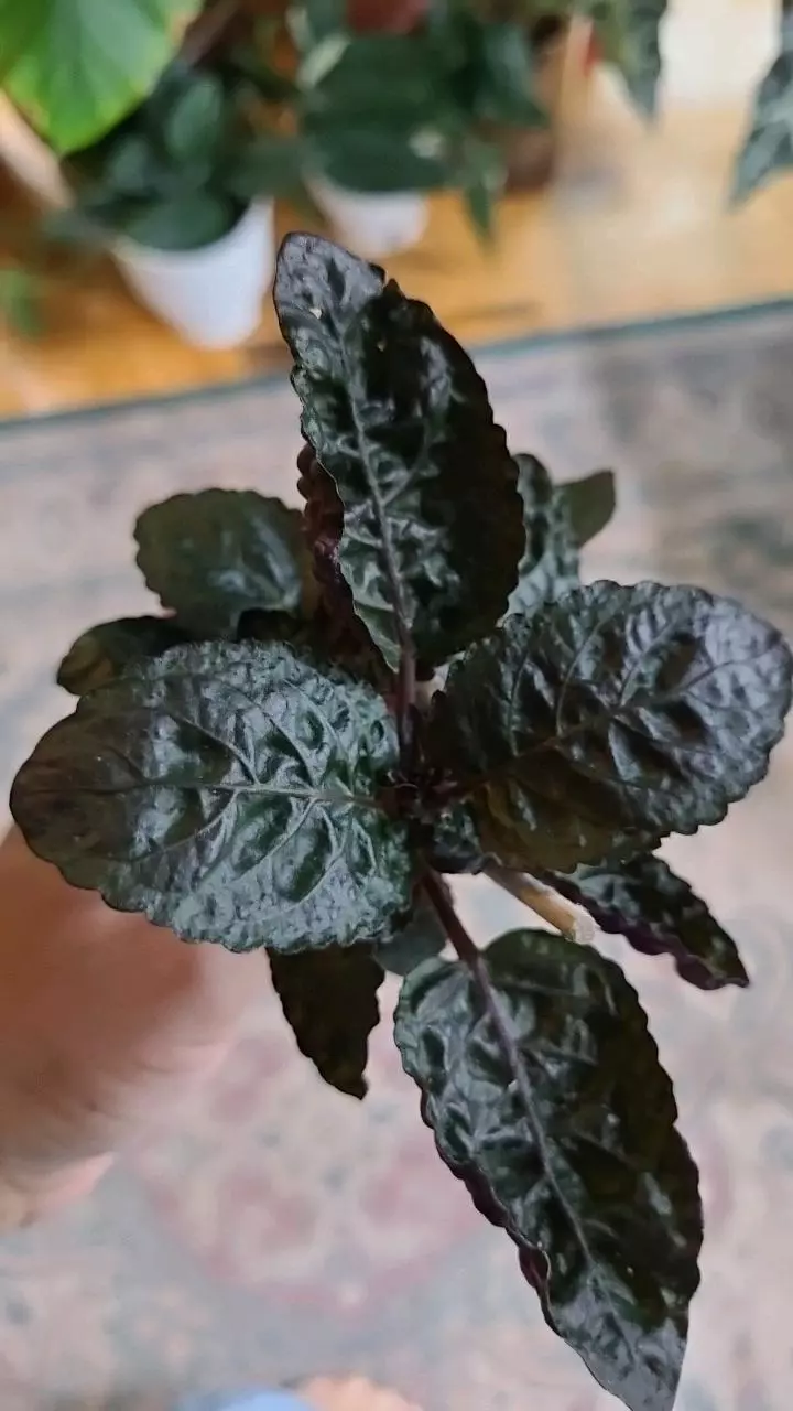 plant/Purple Waffle Plant 2"-0