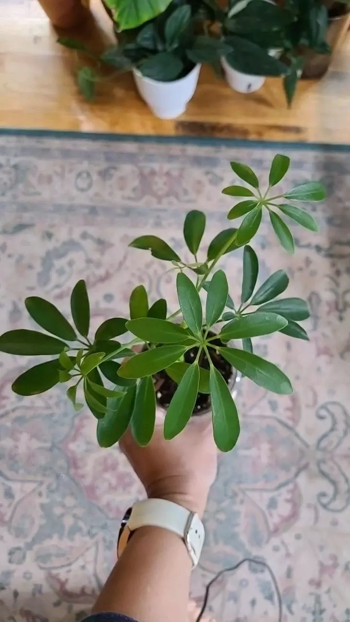 plant/Schefflera Arbicola 3.25"-0