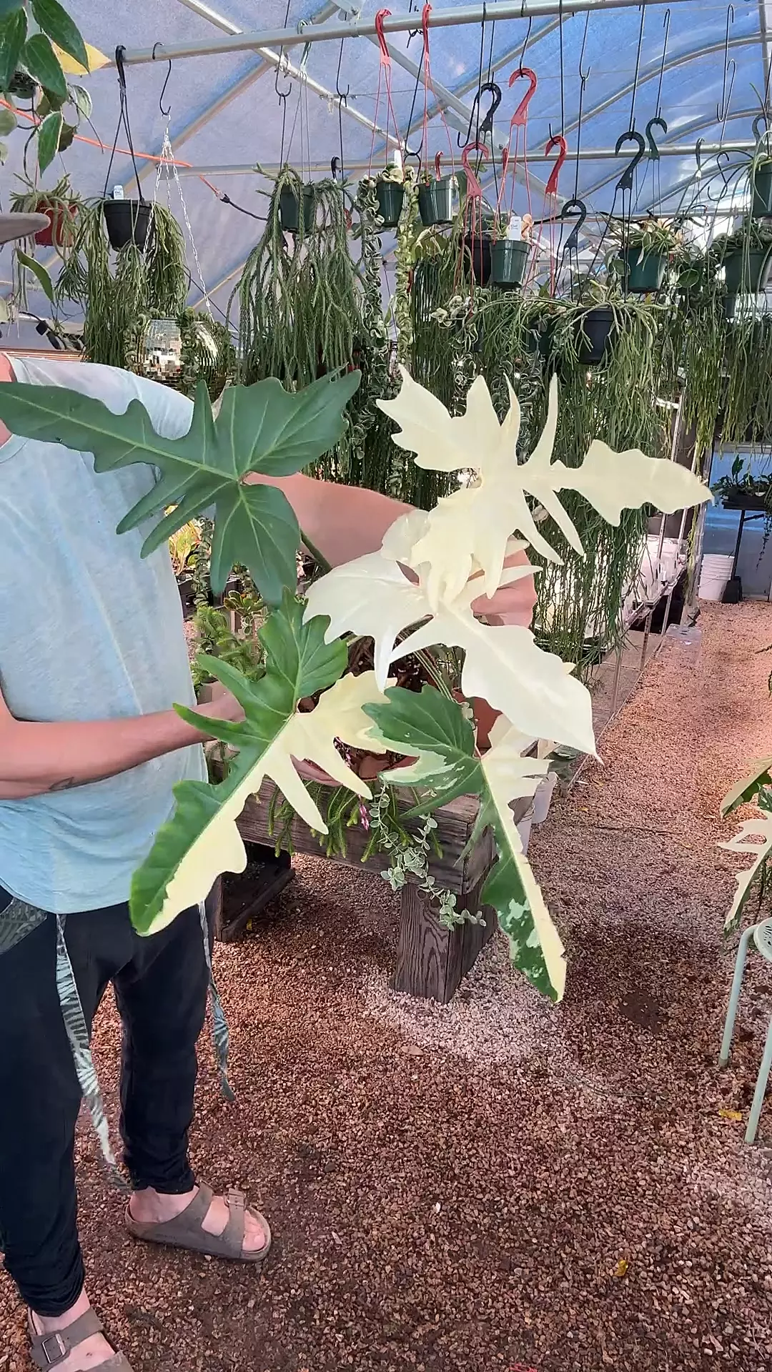 plant/PL9639: Variegated Golden Dragon-0
