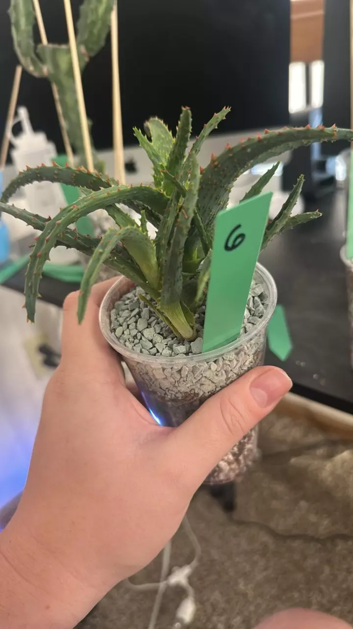 plant/6 Aloe Hybrid with pups-0