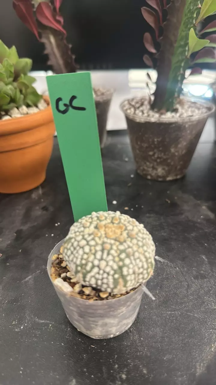 plant/GC- Astro Asterias SK-0