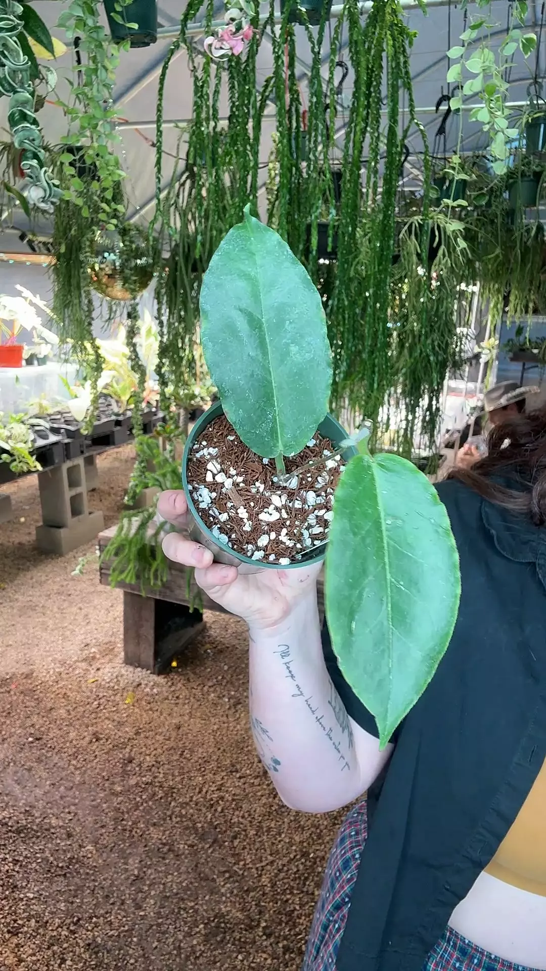 plant/PL556: Hoya Verstegii-0