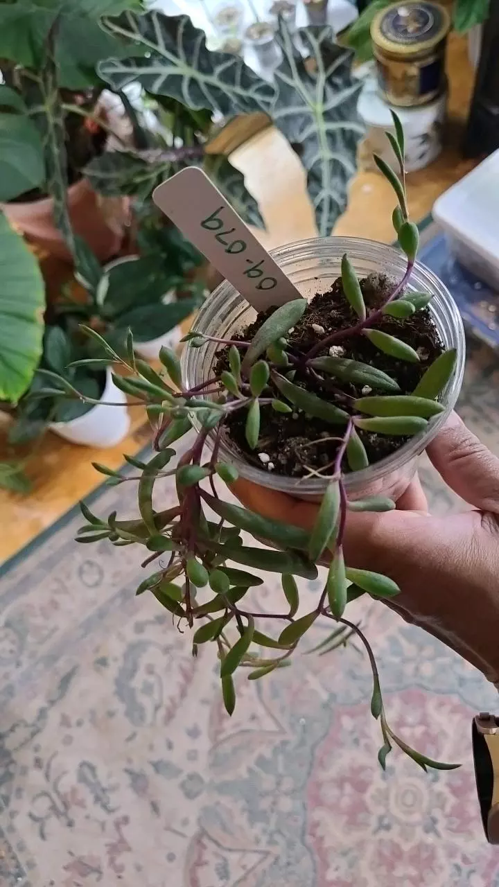 plant/String of Rubies 09-079-0
