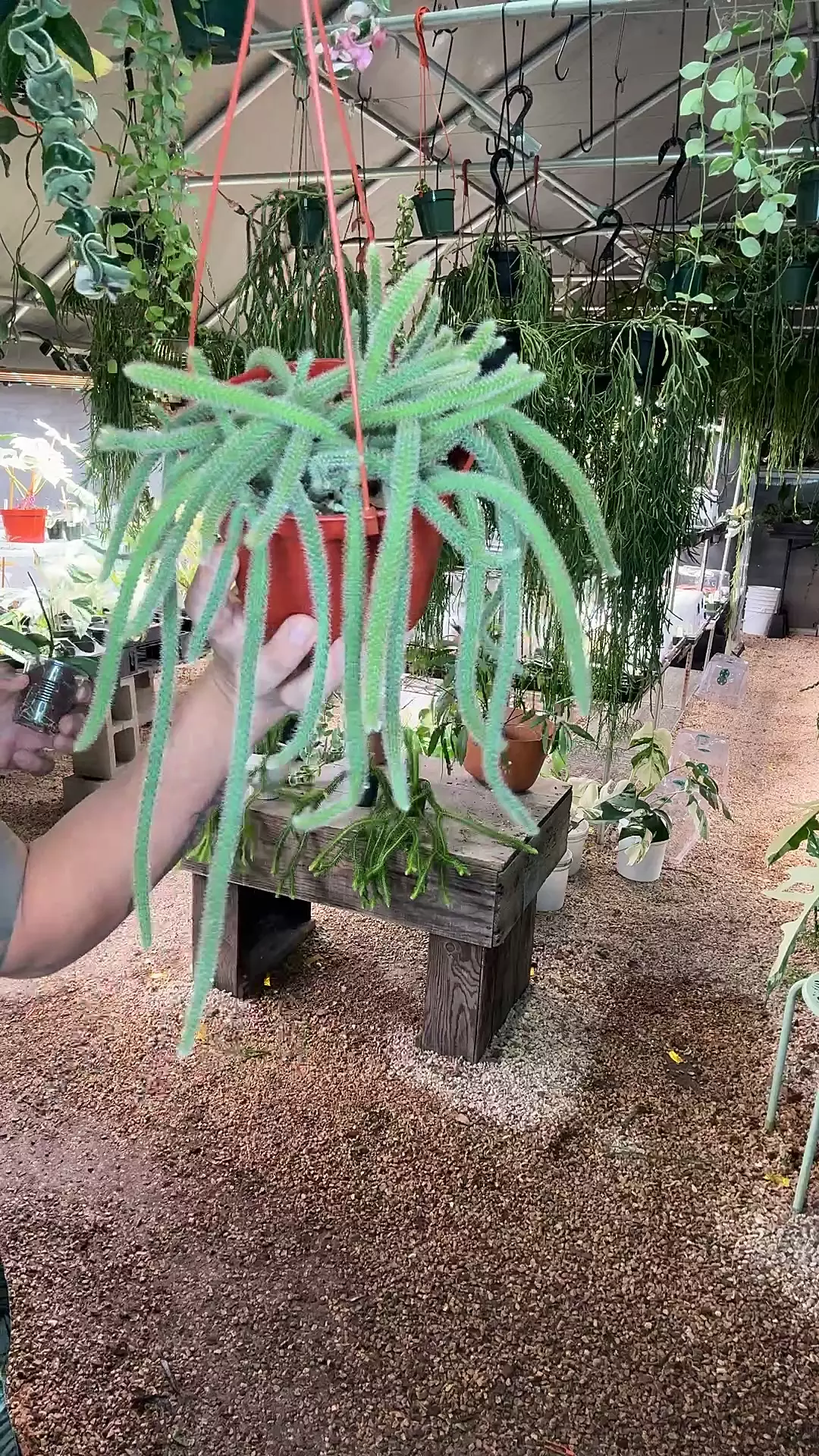plant/6” rat tail cactus (lovers choice)-0