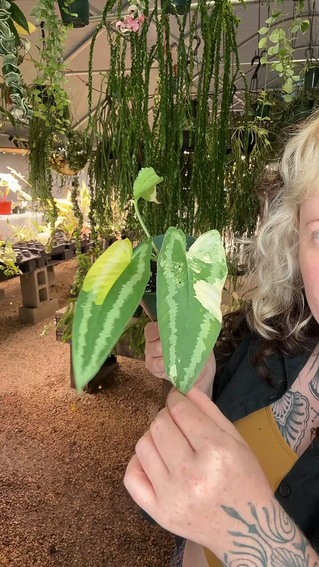 plant/PL551: Schimatoglottis Wallichii Variegated-0