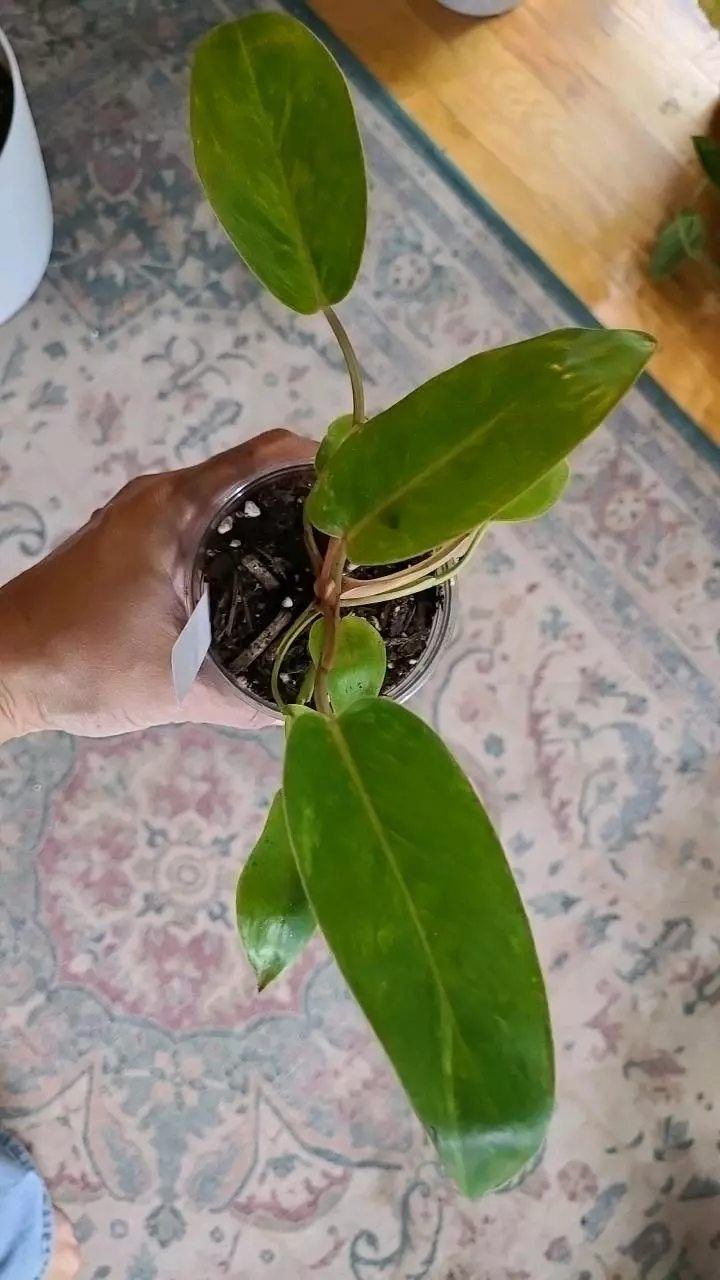 plant/Painted Lady Philodendron 3.25" L75-0