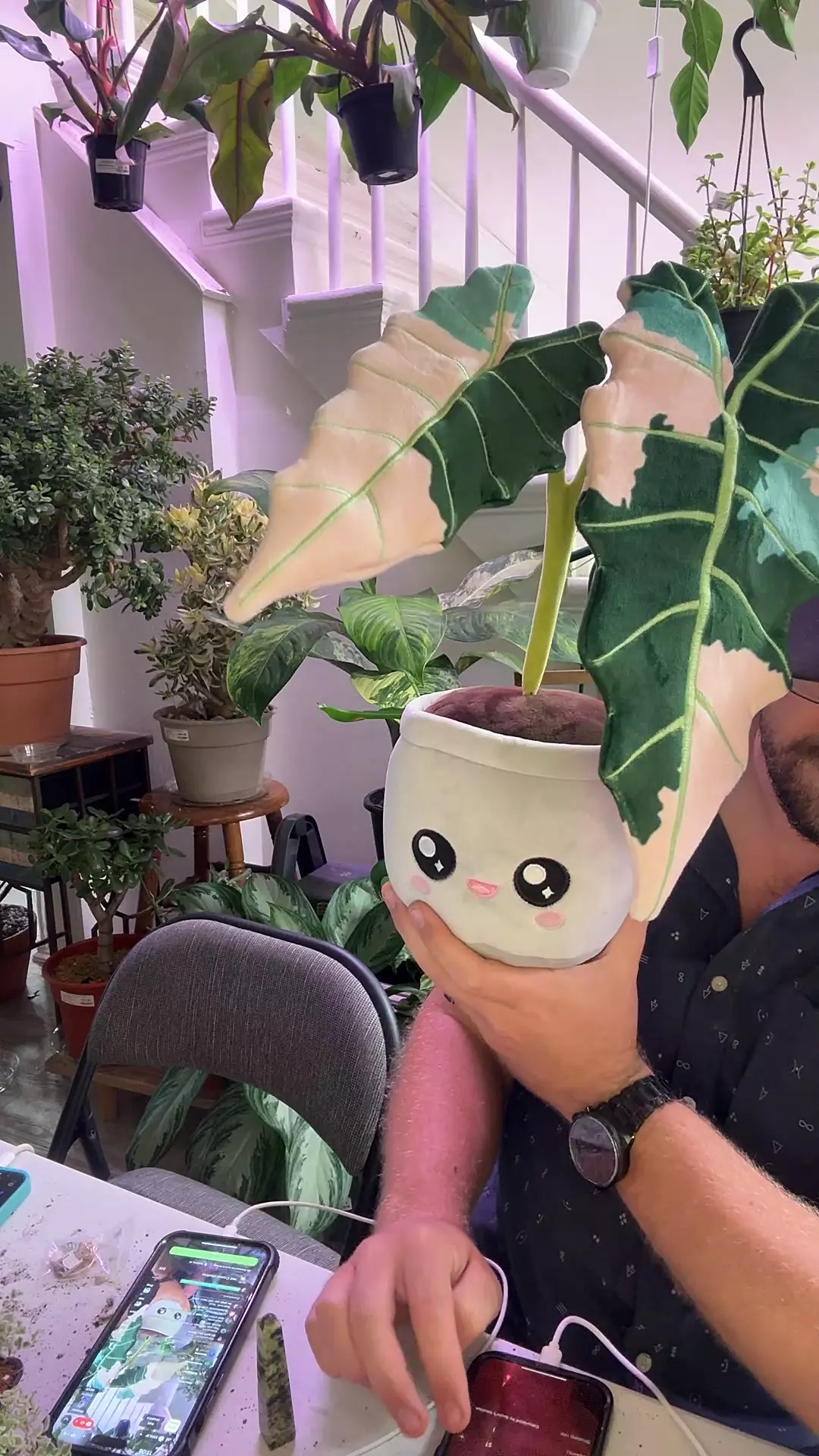 plant/alocasia amazonica blushiez-0