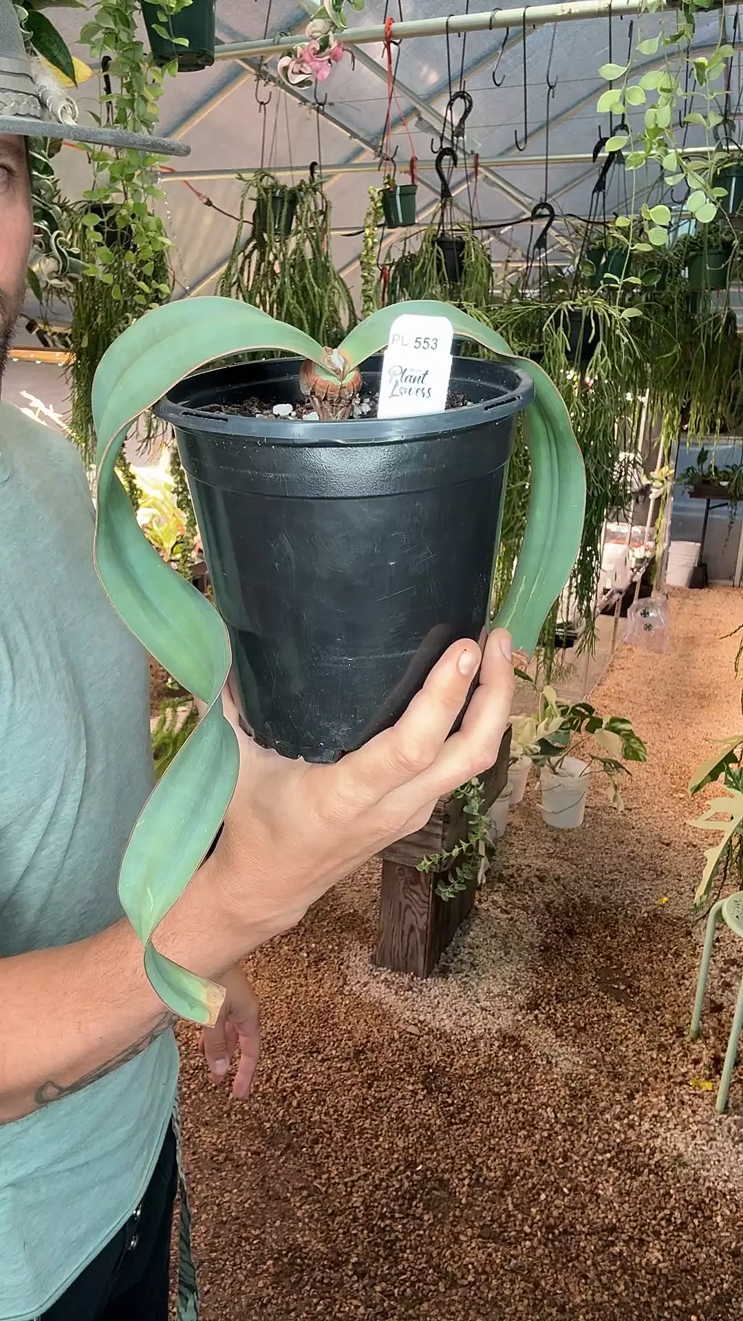 plant/PL553: Welwitschia Mirabilis-0