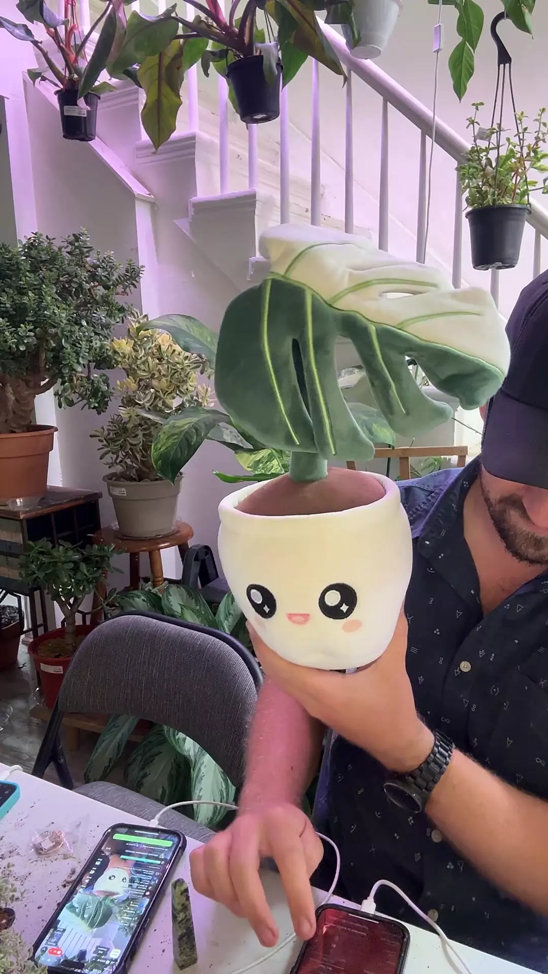 plant/monstera albo blushiez-0