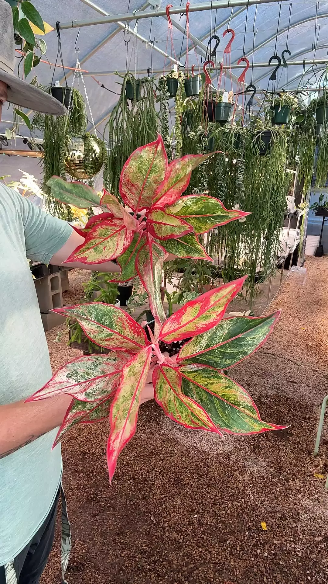plant/Aglonema Siam Aurora Variegated PRESALE ships 10/27-0