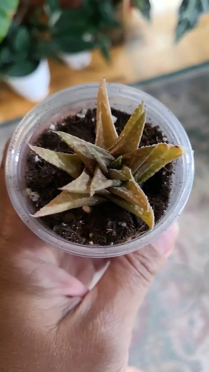 plant/Pink Aloe Hybrid 2"-0